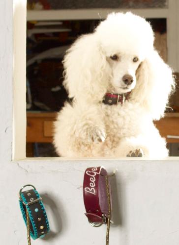 hundeaccessoires.jpg